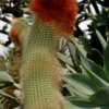 Espostoa_guentheri_2